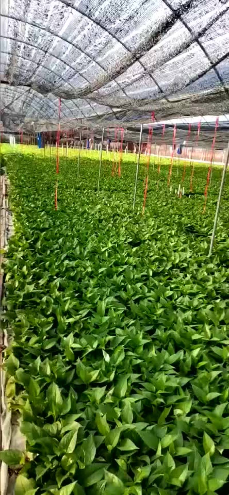 绿萝箩基地批发代发承接电商代发零售110180带吸水杯盆
