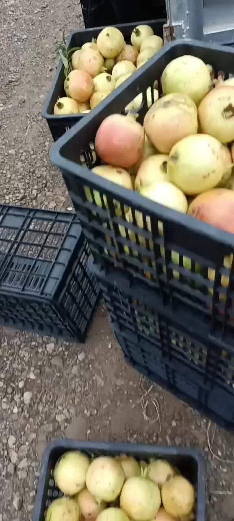 石榴