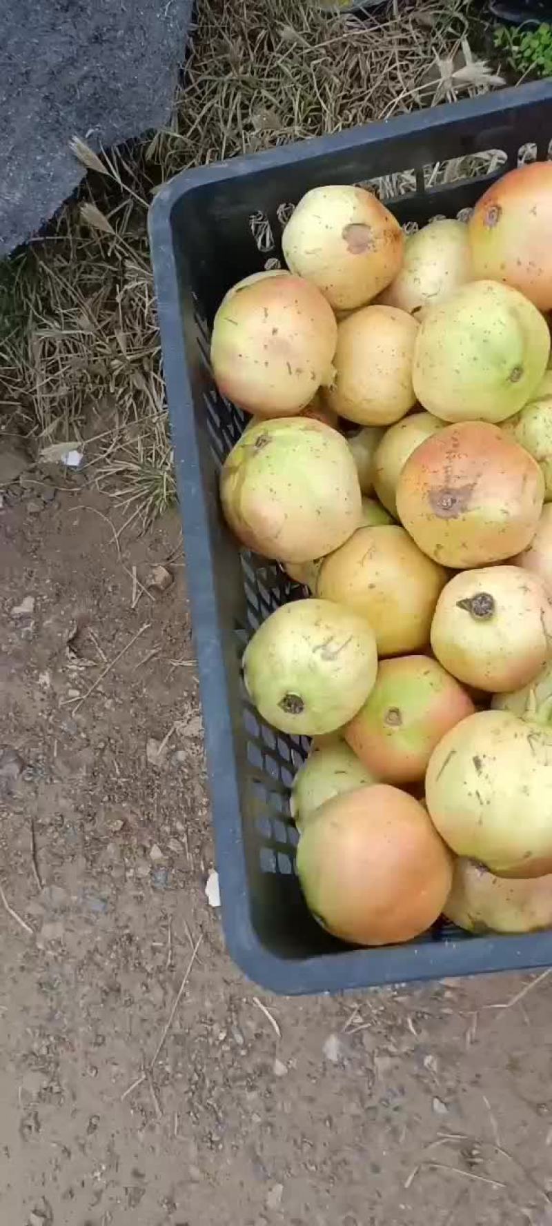 石榴