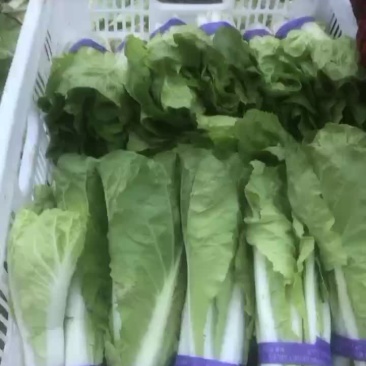 快菜