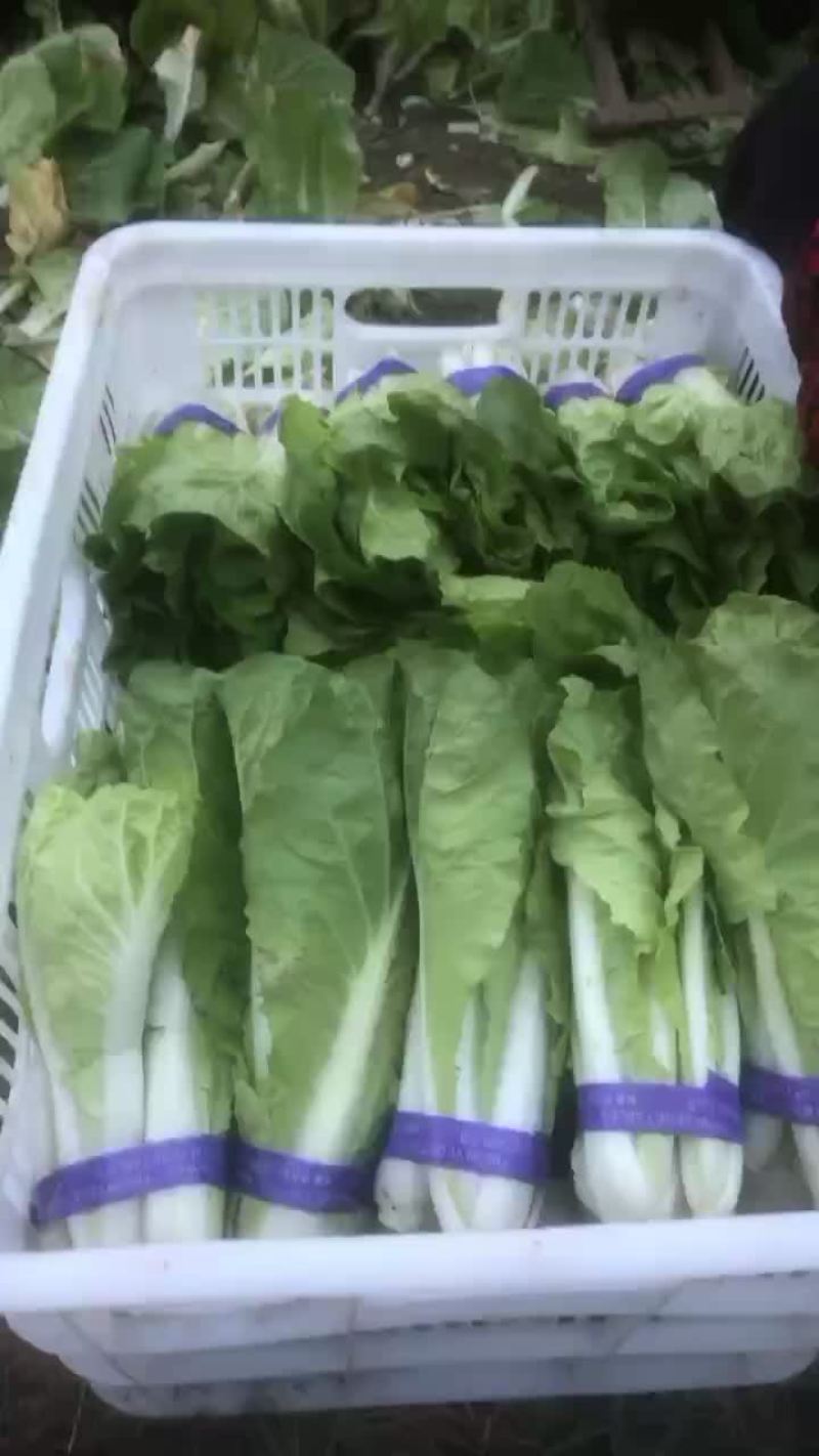 快菜