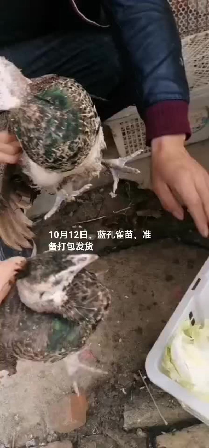 蓝孔雀苗，白孔雀苗