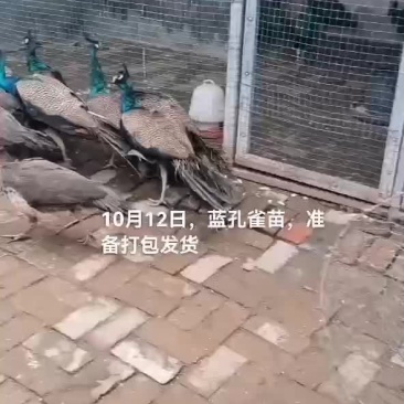 蓝孔雀苗，白孔雀苗