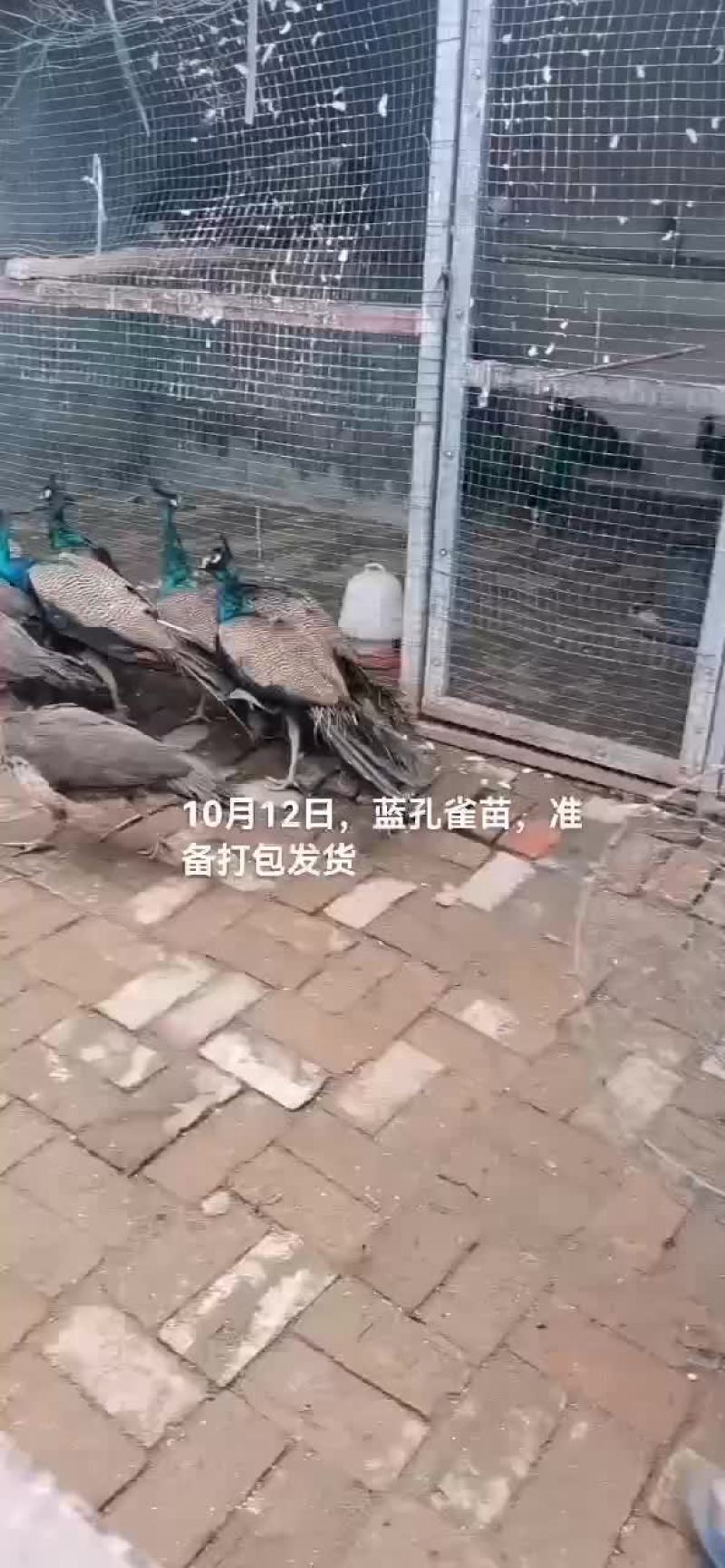 蓝孔雀苗，白孔雀苗