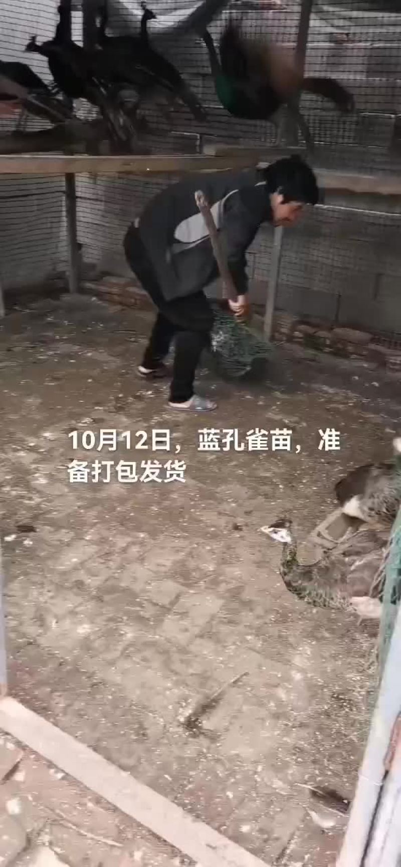 蓝孔雀苗，白孔雀苗