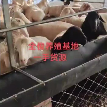 小尾寒羊波尔山羊