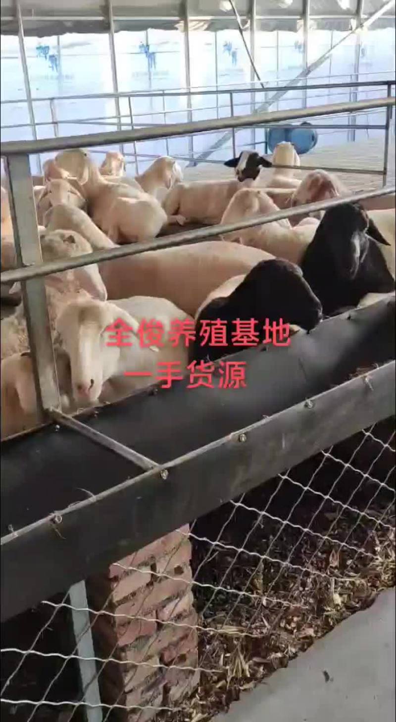 小尾寒羊波尔山羊