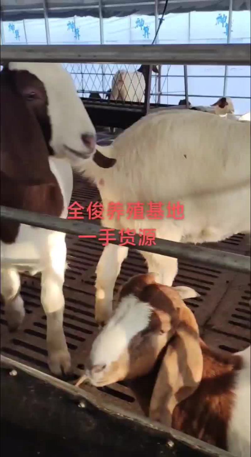 小尾寒羊波尔山羊