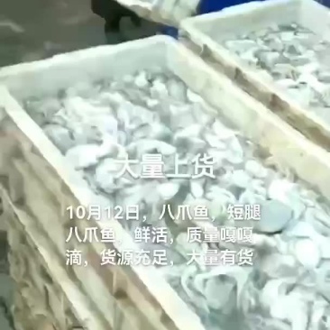 八爪鱼