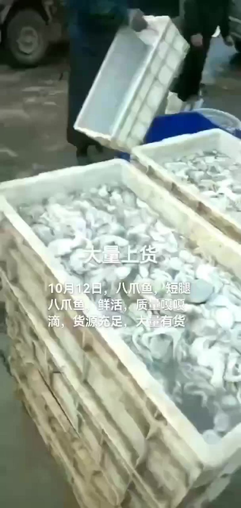 八爪鱼