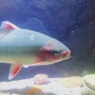 青竹鲤