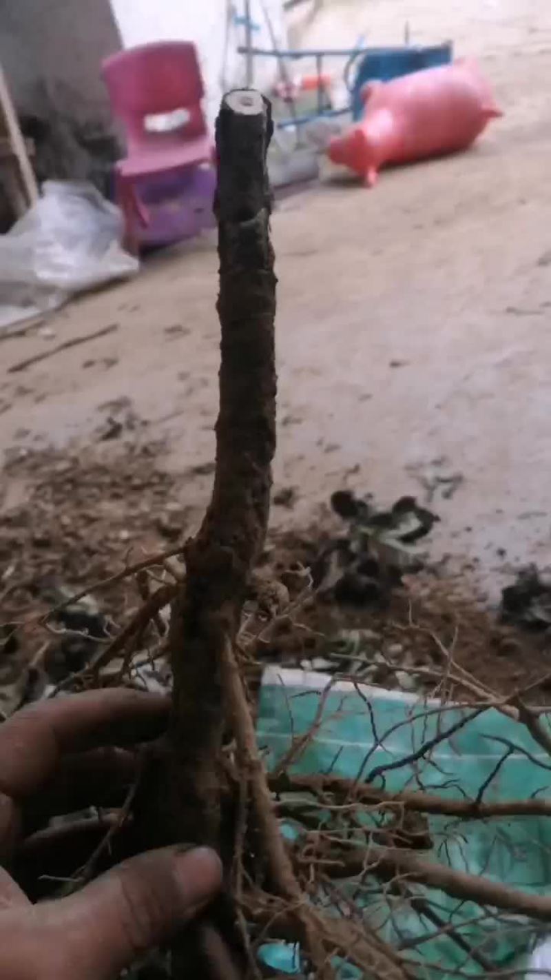 牡丹