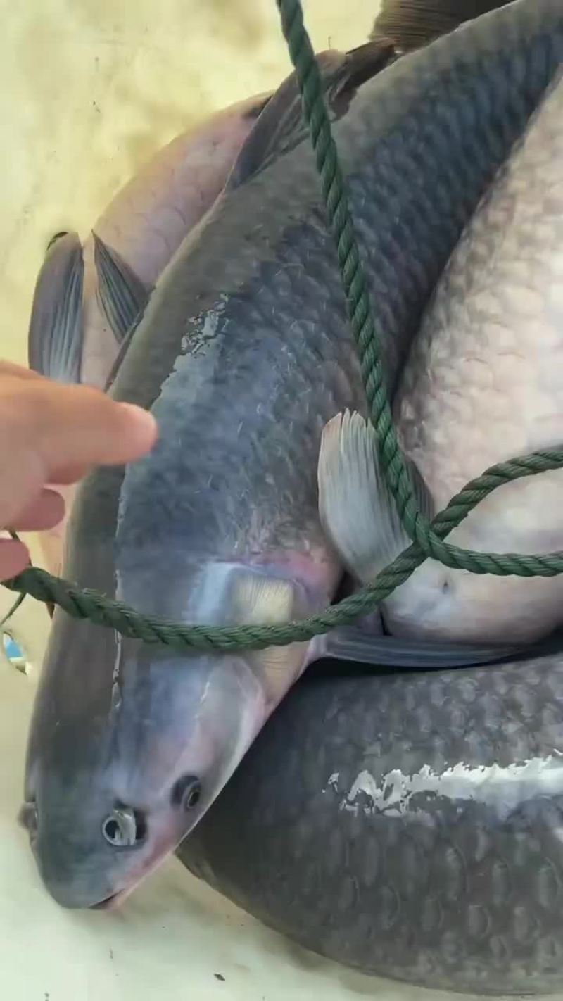 青鱼，黑鲩，1斤到90斤各类规格供应，精养青鱼，保质保量