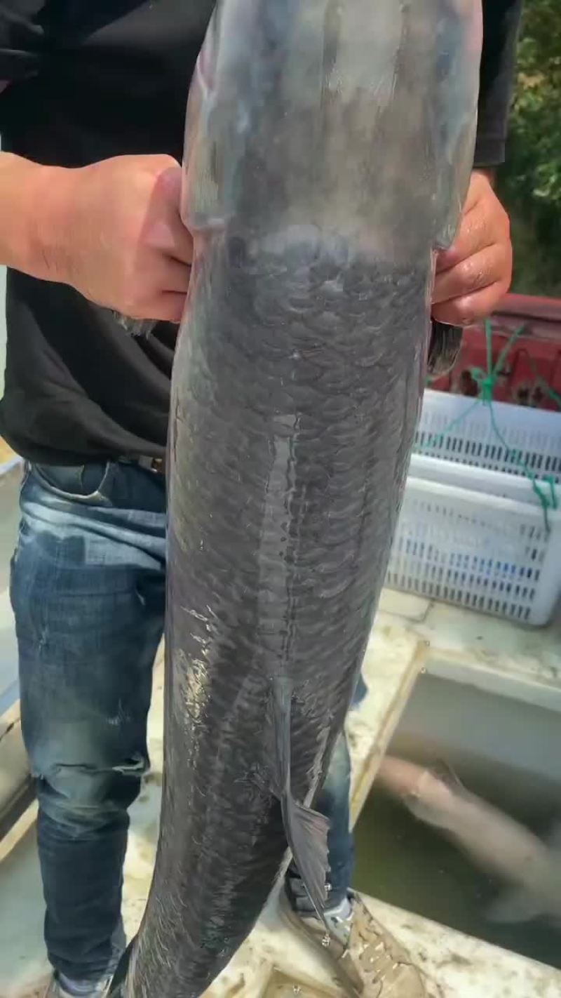 青鱼，黑鲩，1斤到90斤各类规格供应，精养青鱼，保质保量