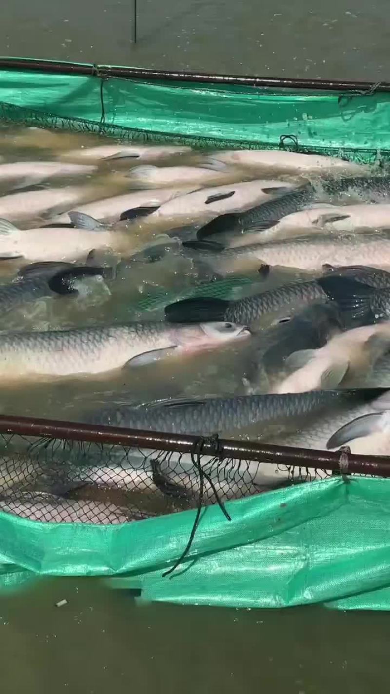 青鱼，黑鲩，1斤到90斤各类规格供应，精养青鱼，保质保量