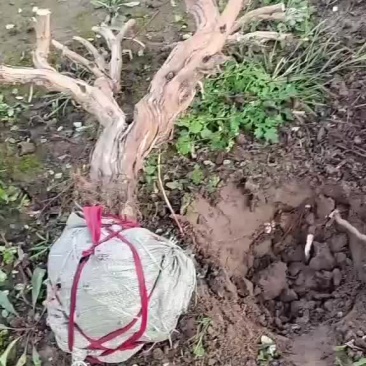金银花盆景老桩基地直销