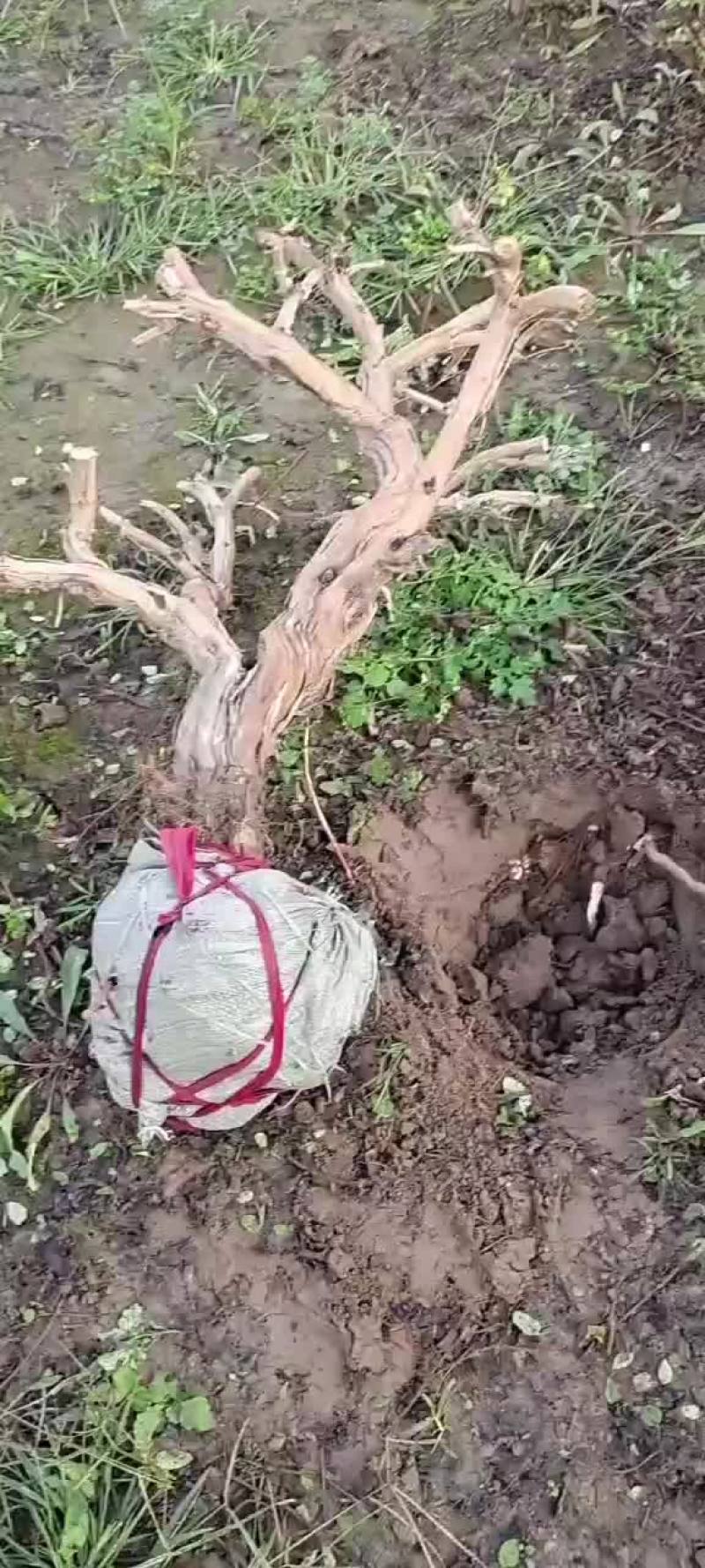 金银花盆景老桩基地直销