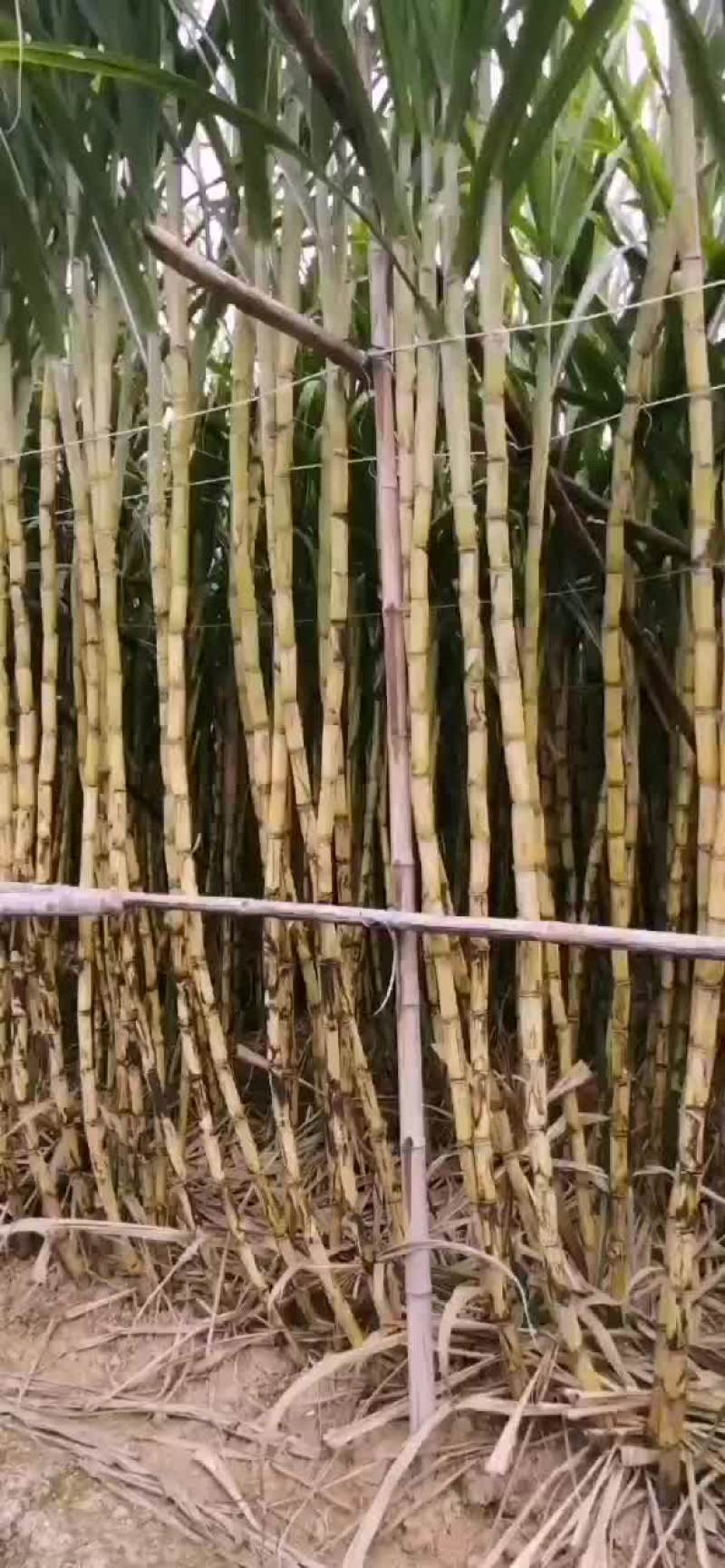 青皮甘蔗