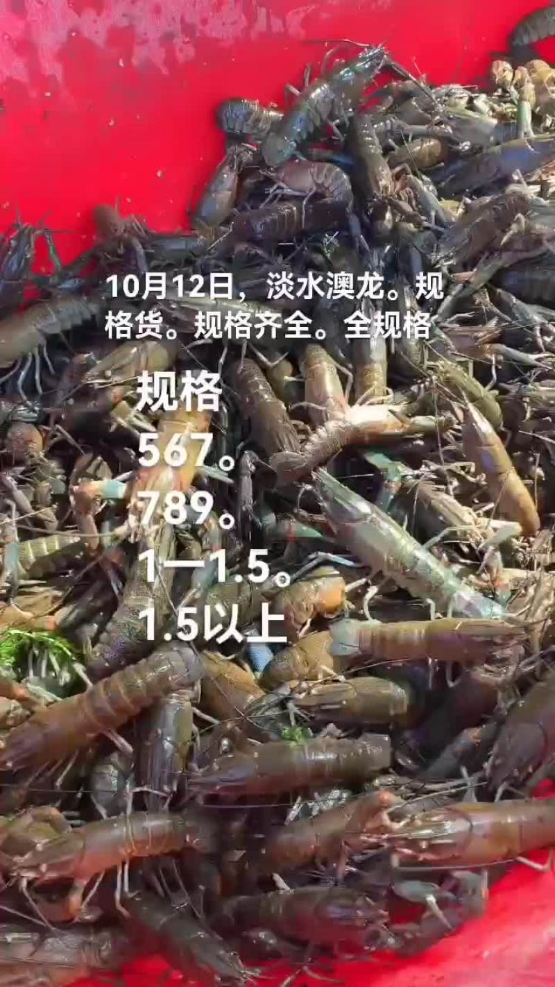 淡水澳龙，小龙虾