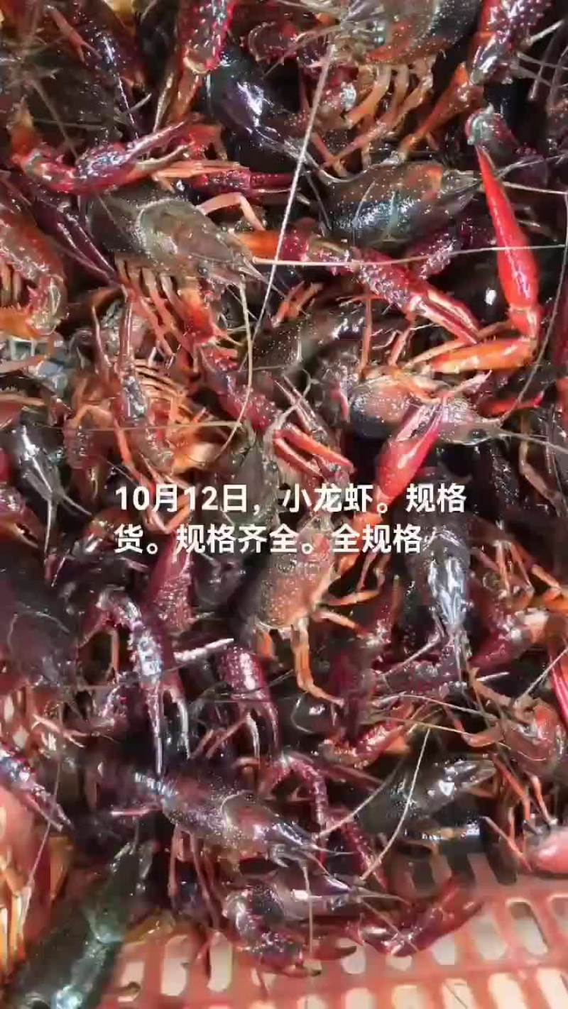 淡水澳龙，小龙虾