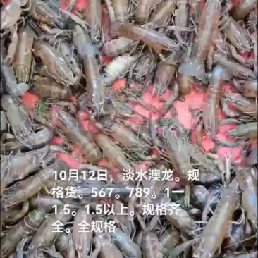 淡水澳龙，小龙虾