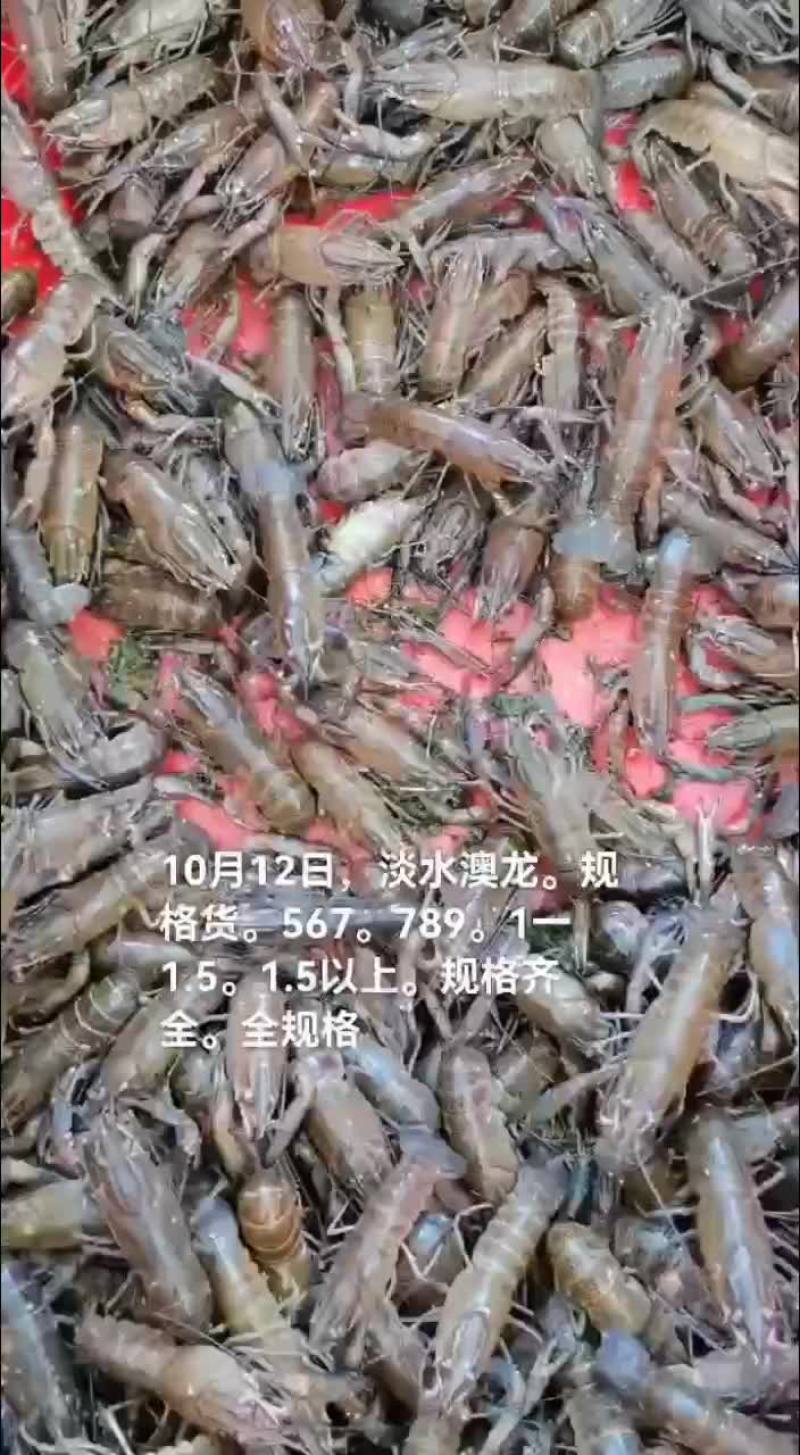 淡水澳龙，小龙虾