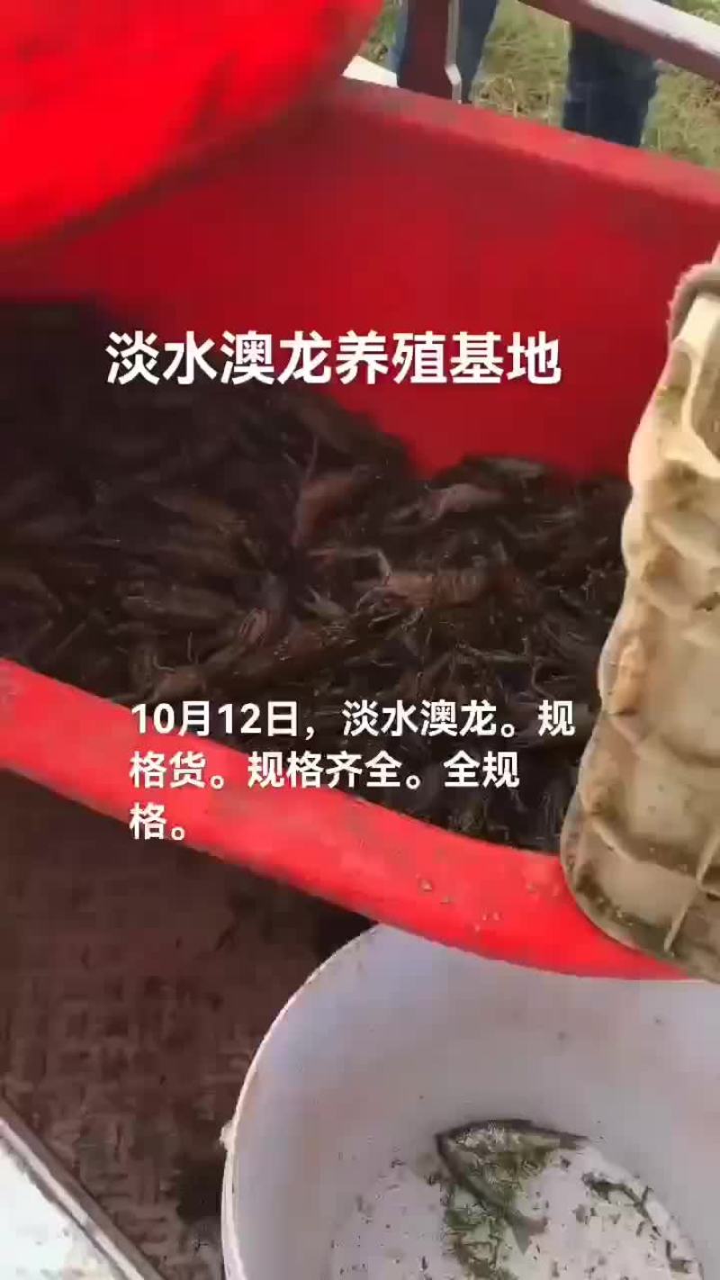 淡水澳龙，小龙虾