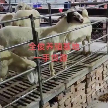 小尾寒羊