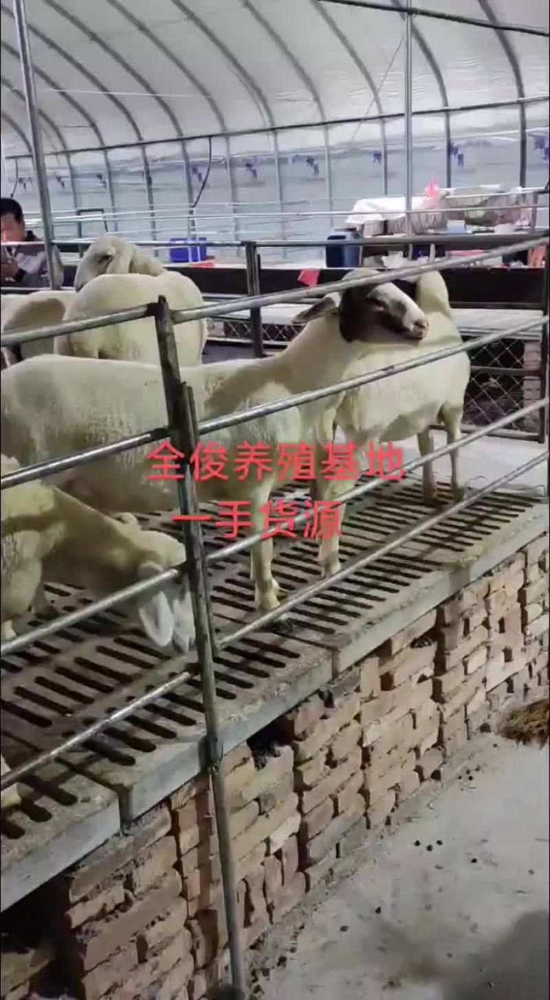 小尾寒羊