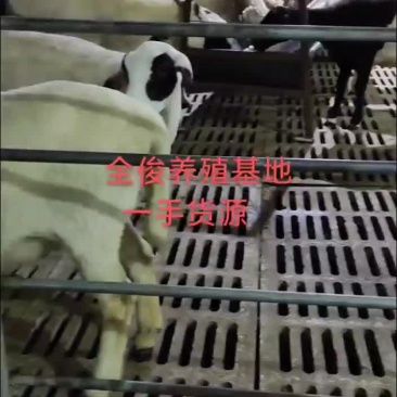 小尾寒羊杜寒杂交