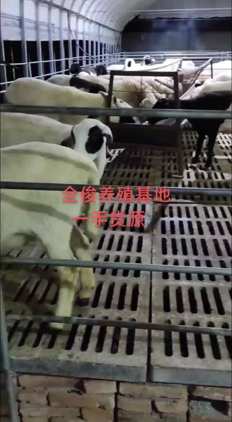 小尾寒羊杜寒杂交