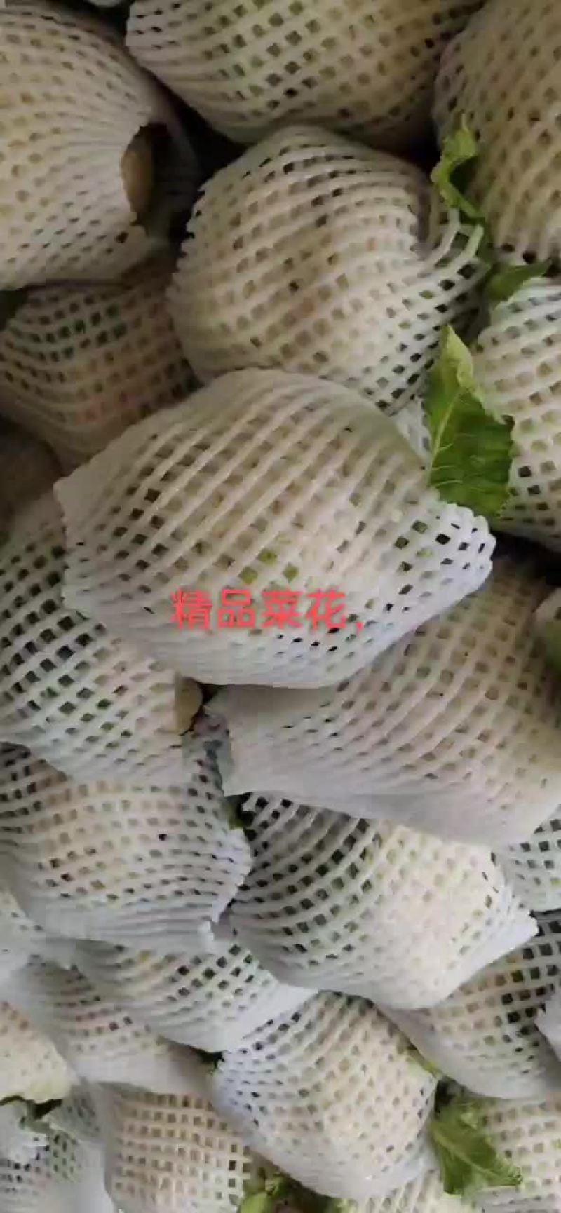 松花，菜花，甘蓝，
