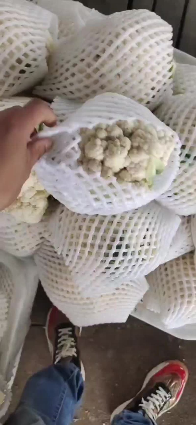 松花，菜花，甘蓝，