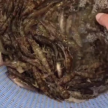 广西小黄鱼