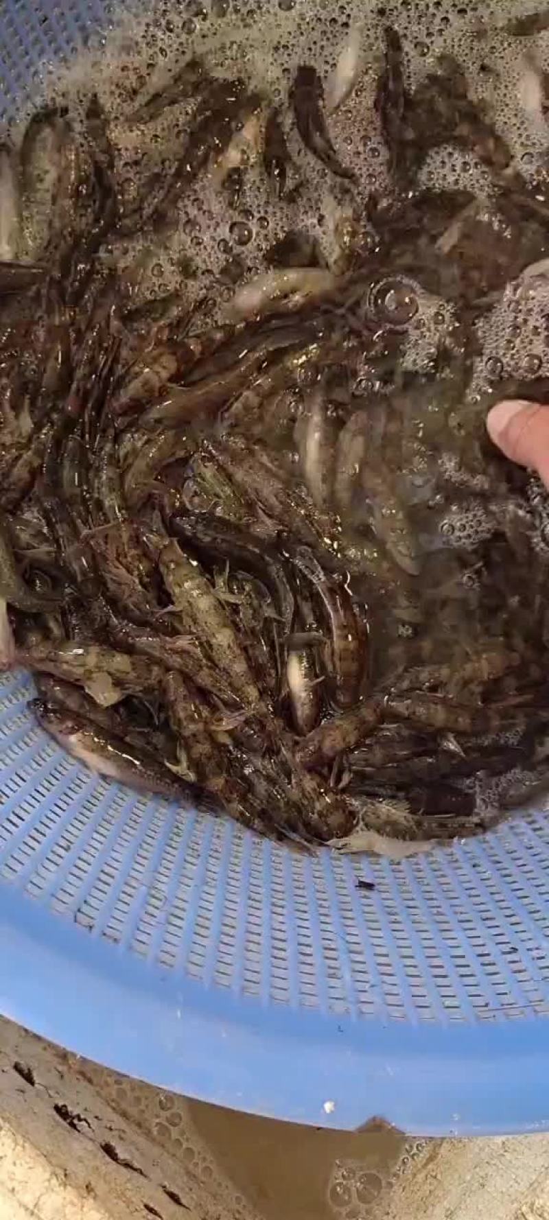 广西小黄鱼