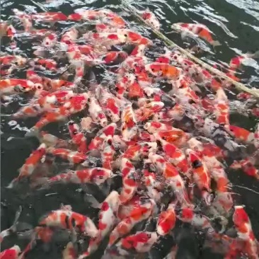日本锦鲤