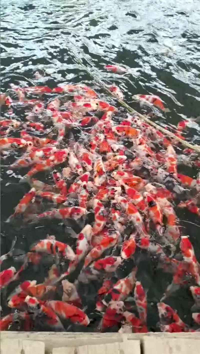日本锦鲤