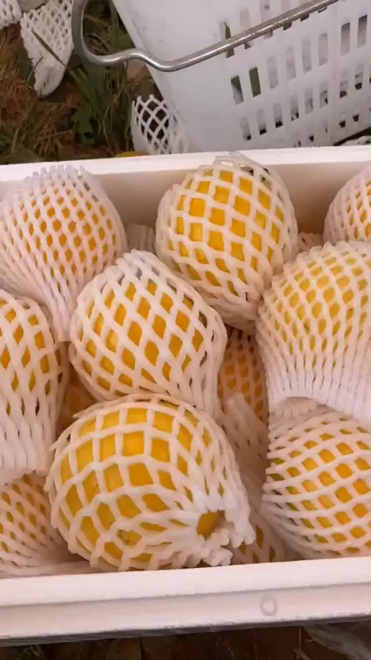 黄晶果批发]新鲜黄晶果5斤代发现摘蛋黄果冬蜜黄金果顺丰包邮价格88.00元/件- 一亩田