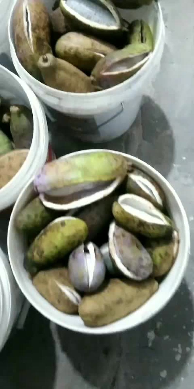 自己种的八月瓜