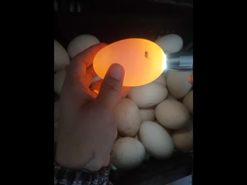 新鲜头照鹅蛋