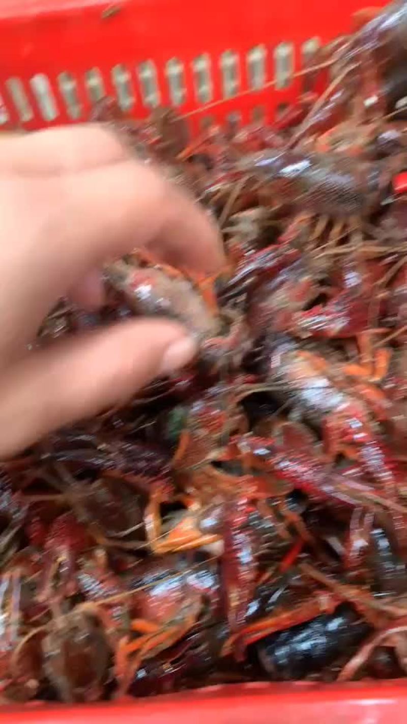 潜江小龙虾苗全国接单中⋯保质保量价格便