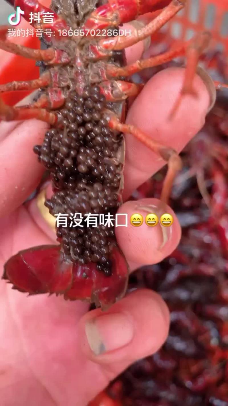 潜江小龙虾苗全国接单中⋯保质保量价格便