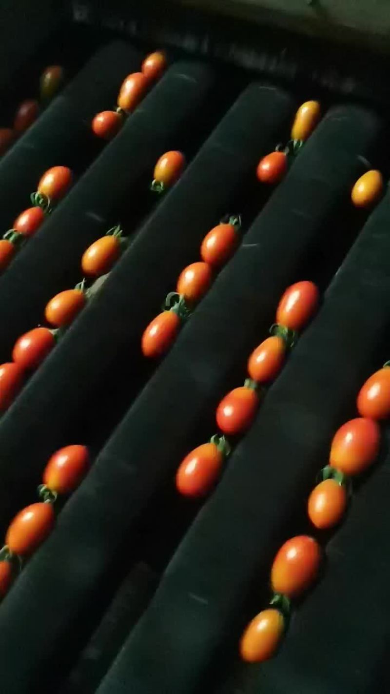 小番茄，圣女果