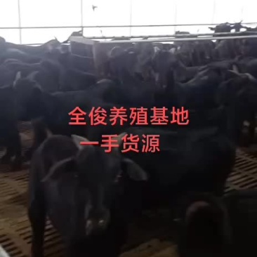努比亚黑山羊公母都有