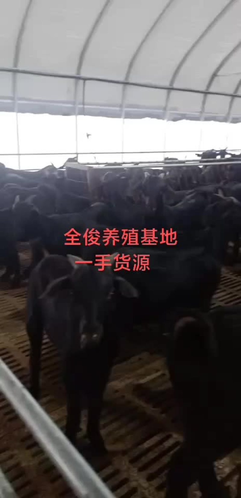 努比亚黑山羊公母都有