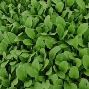 鸡毛菜