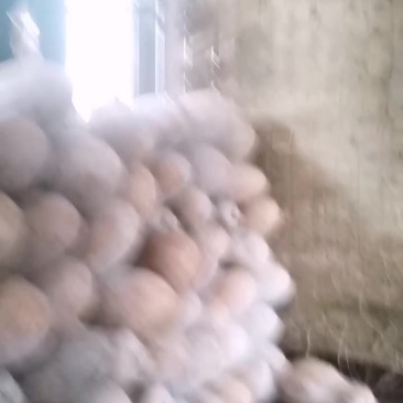 金船大果