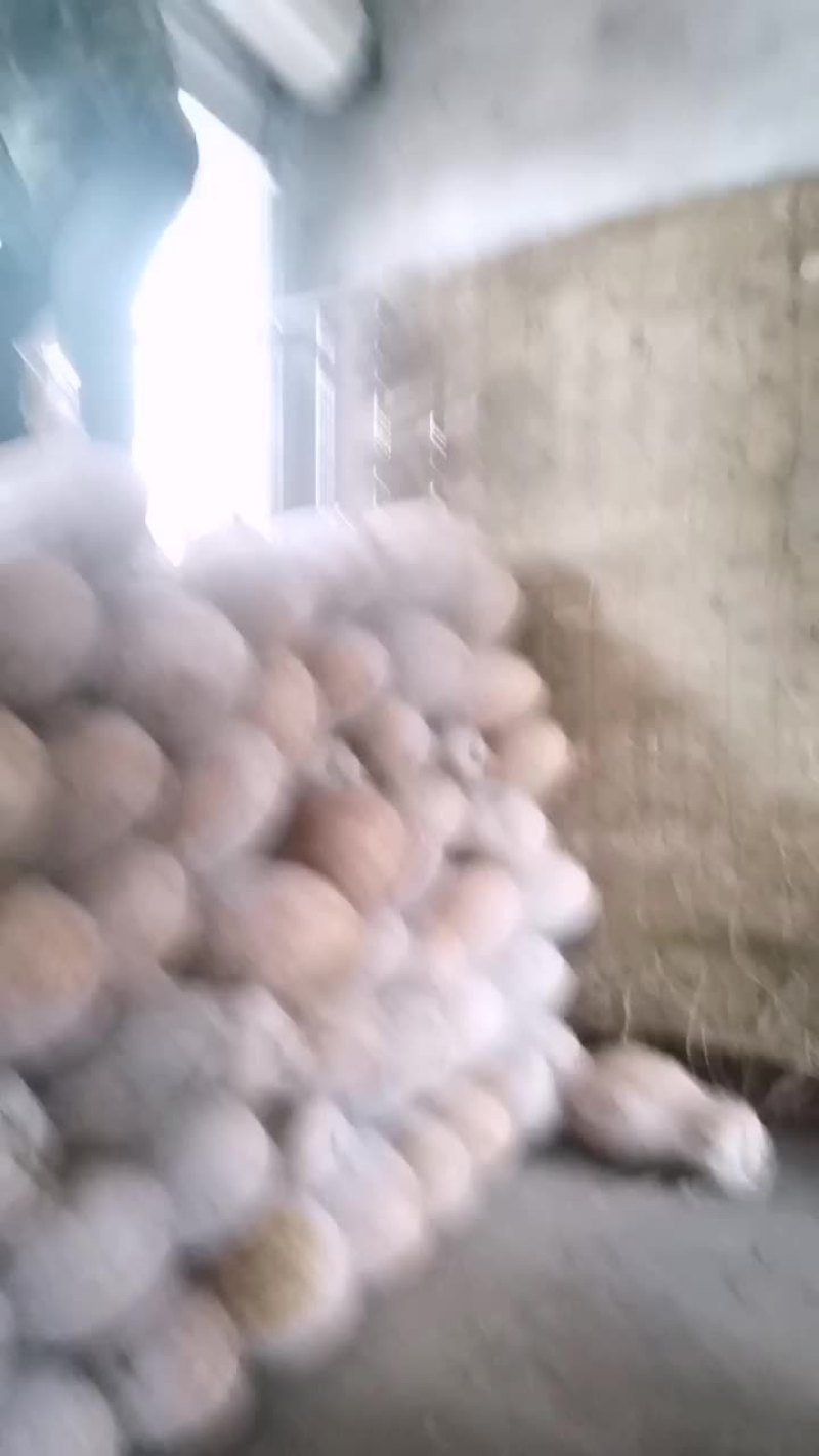 金船大果