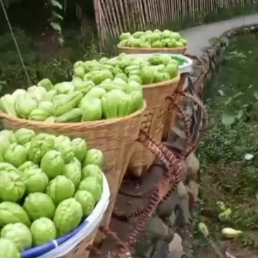 土耳瓜