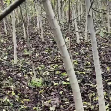 456占地核桃树，核桃苗